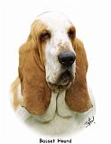 Basset Hound 9P013D-30_2